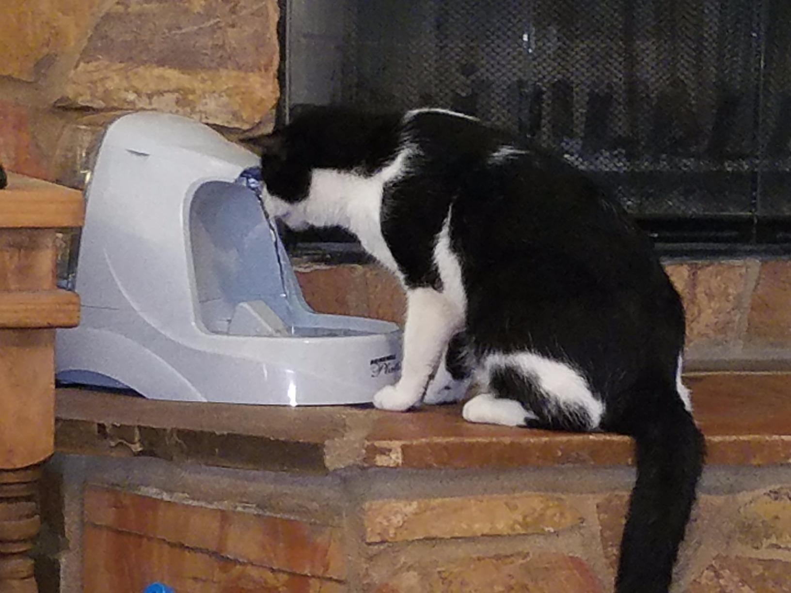 Drinkwell fountain photo 13